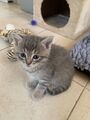 202508 chatonsjeuneschats chaton 07