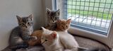 202508 chatonsjeuneschats chatons 04