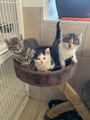 202508 chatonsjeuneschats chatons jolies 06