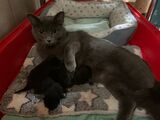 202508 chatonsjeuneschats raviole chatons 02
